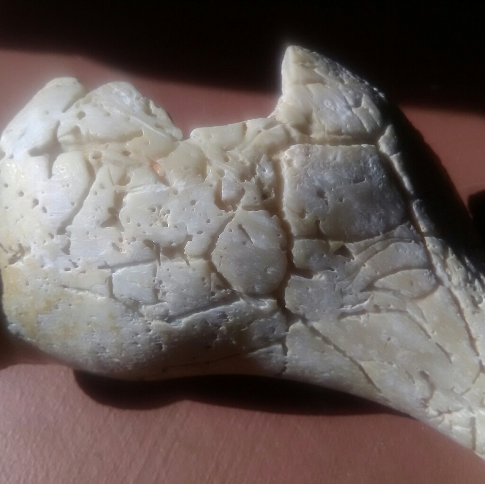 Sea Shell - Picture 8 of 8